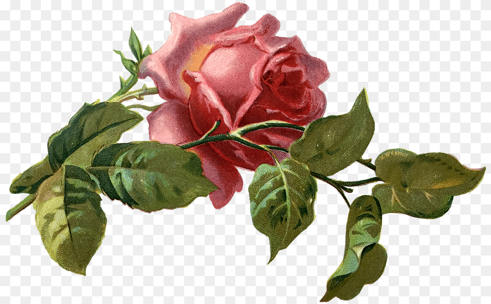 Flower Leaf Vintage, Plant, Rose, Petal Free Png