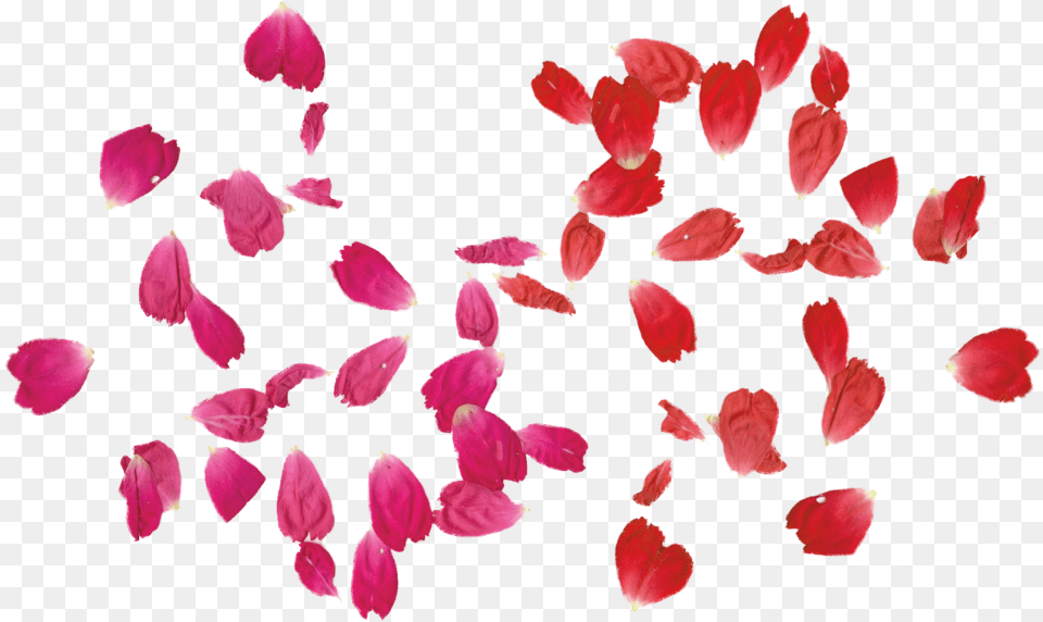 Flower Leaves U0026 Leavespng Rose Flower Leaves, Petal, Plant Free Png Download