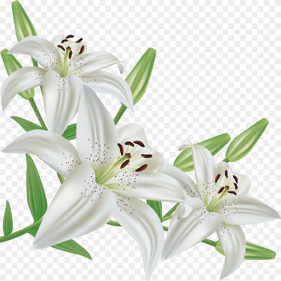 Flower Lilies White Backgrounds, Plant, Anther, Lily Png Image