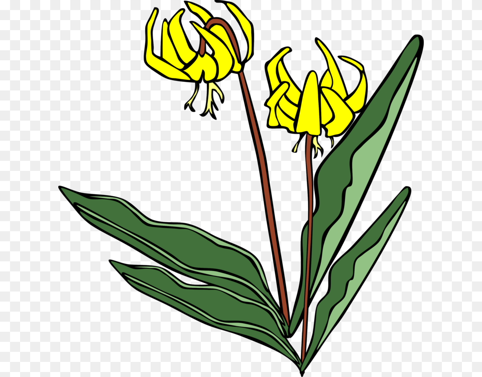 Flower Lily Computer Icons Yellow, Plant Png Image