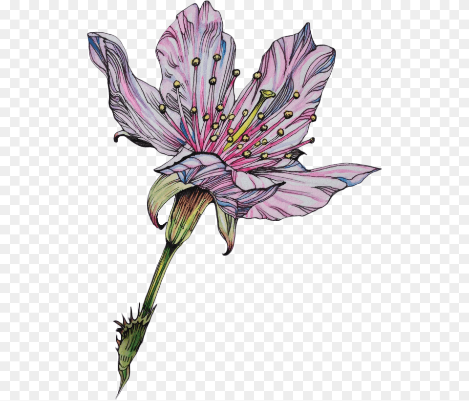 Flower Lily Drawing Art Tumblr Freetoedit, Anther, Plant, Petal Free Png Download