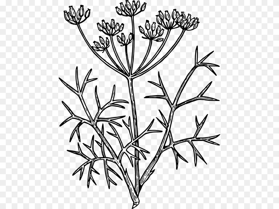 Flower Line Drawing 26 Buy Clip Art Fennel Drawing, Gray Png