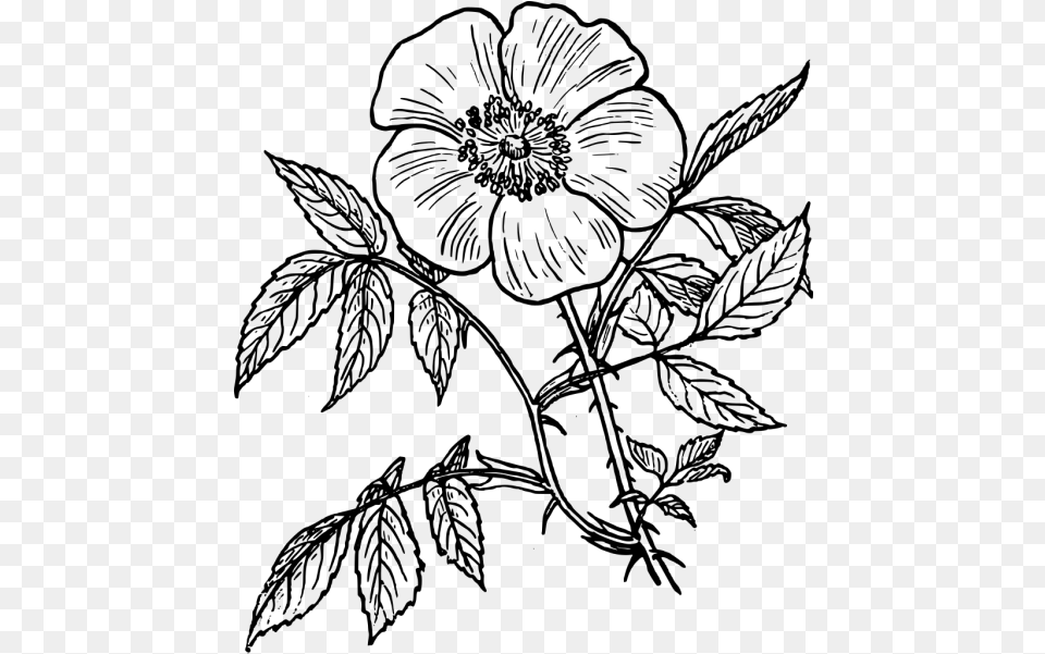 Flower Line Drawing, Gray Png Image