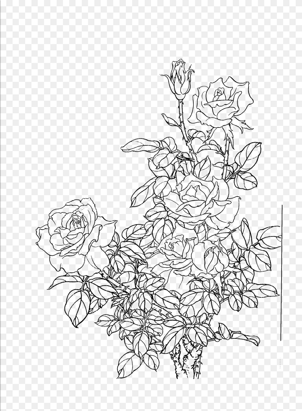 Flower Line Flower Line Drawing, Gray Png Image