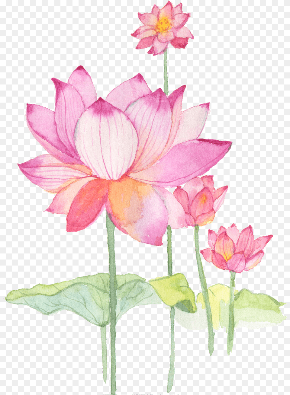 Flower Lotus Chinese Sacred Lotus, Dahlia, Petal, Plant, Rose Free Png Download
