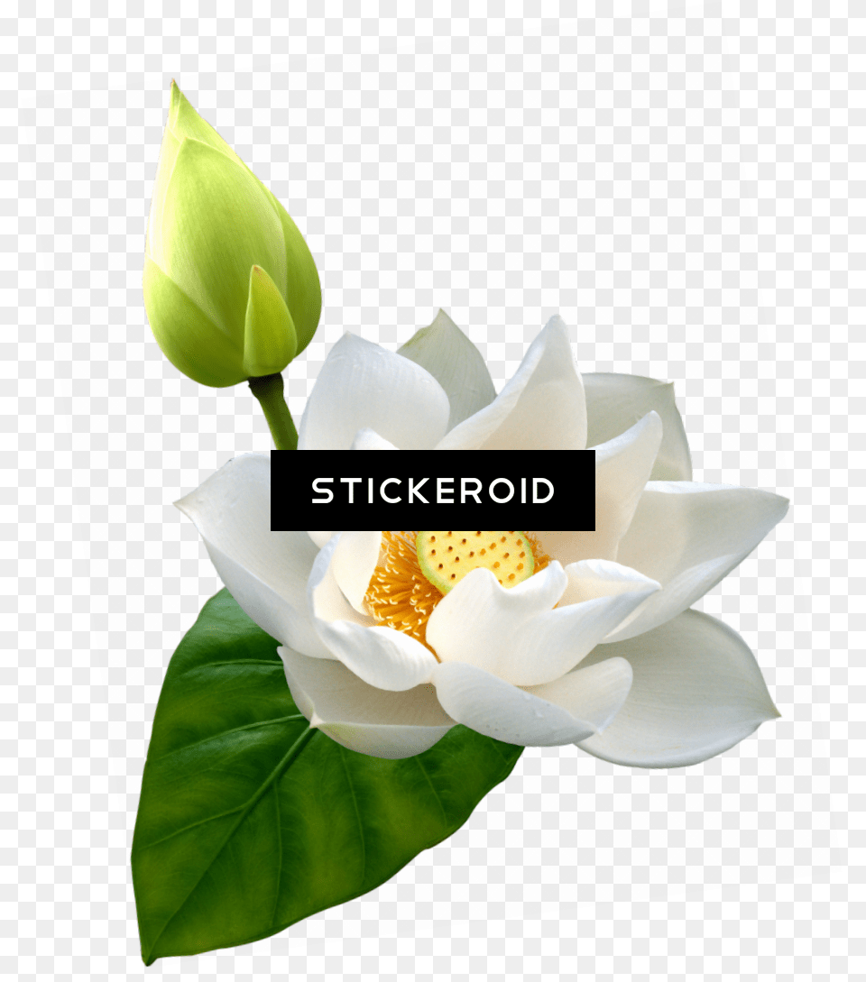 Flower Lotuspng, Petal, Plant, Rose Free Transparent Png