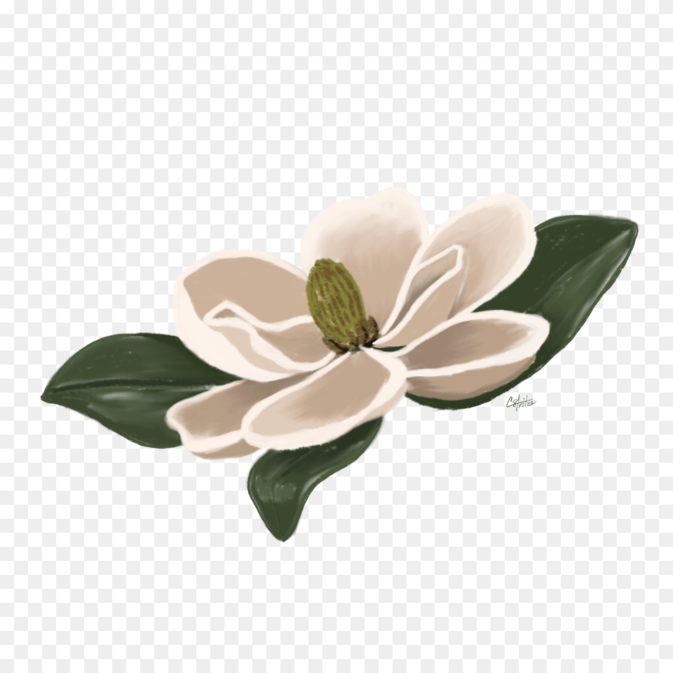 Flower Magnolia Floral Freetoedit, Petal, Plant, Anemone, Anther Free Png Download