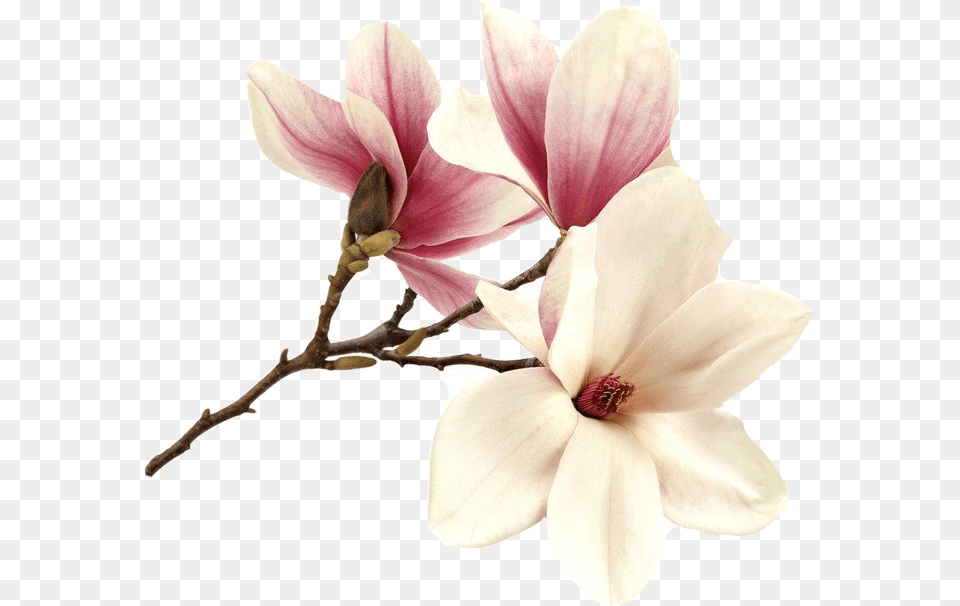 Flower Magnolia Magnolie Magnolias Tree Pink Summer Fre, Petal, Plant, Geranium, Orchid Free Png Download