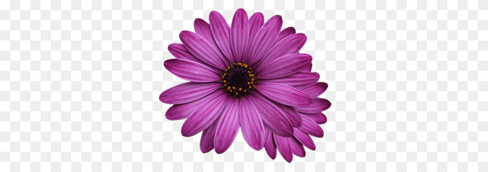 Flower Marigolds Dahlia, Daisy, Petal, Plant Free Png Download