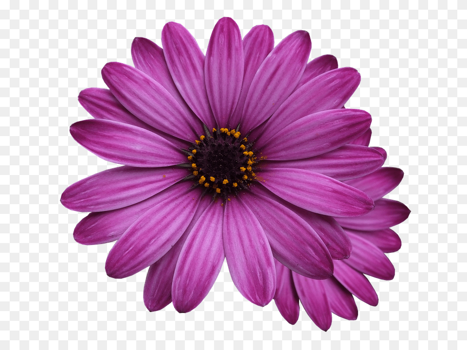 Flower Marigolds Purple Measure And Quote, Dahlia, Daisy, Petal, Plant Free Transparent Png