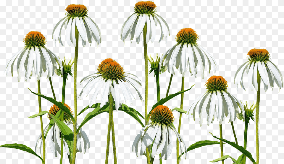 Flower Meadow Flowers Wild Photo On Pixabay Sweet Coneflower Background, Daisy, Petal, Plant, Pollen Free Transparent Png