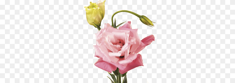 Flower Meanings Lisianthus Flower No Background, Flower Arrangement, Plant, Rose, Flower Bouquet Free Png