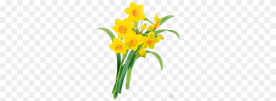 Flower Mimosa And Daffodils, Daffodil, Plant Free Png