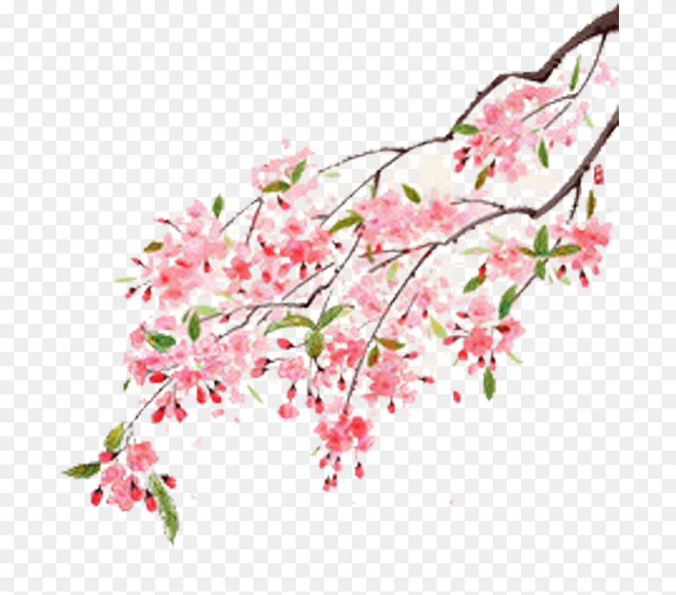 Flower Moutan Peony Illustration Cherry Blossom Flower Tree Branches, Cherry Blossom, Plant Free Transparent Png