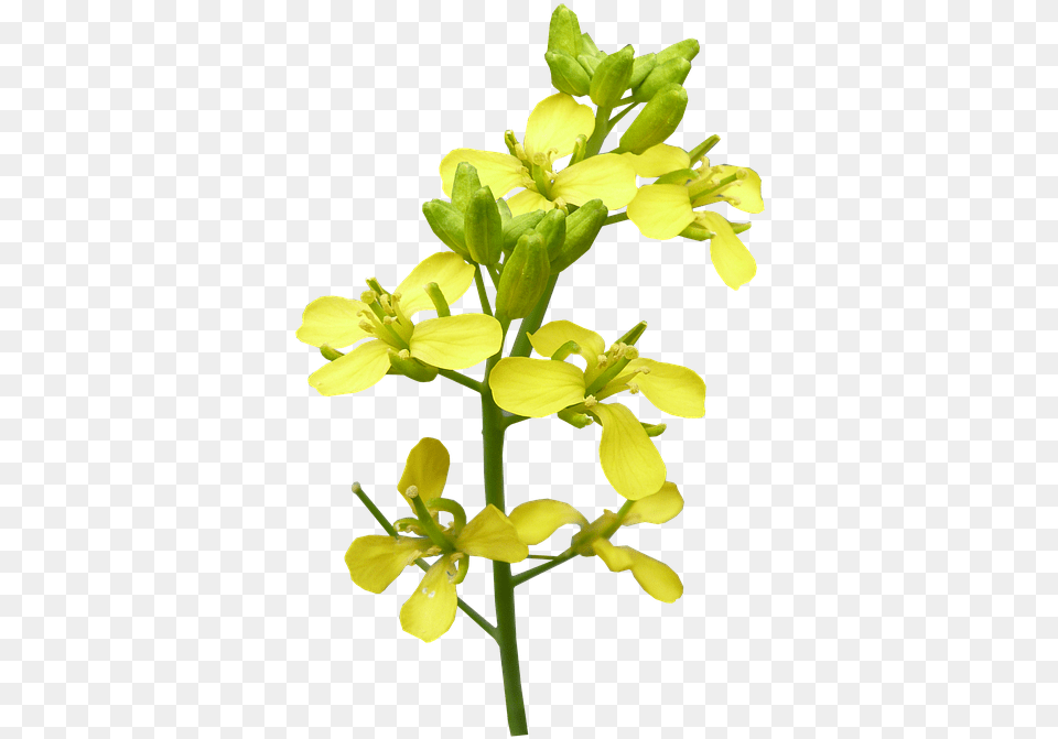 Flower Mustard Plant Photo On Pixabay Mustard Plant, Anther, Food Free Png Download