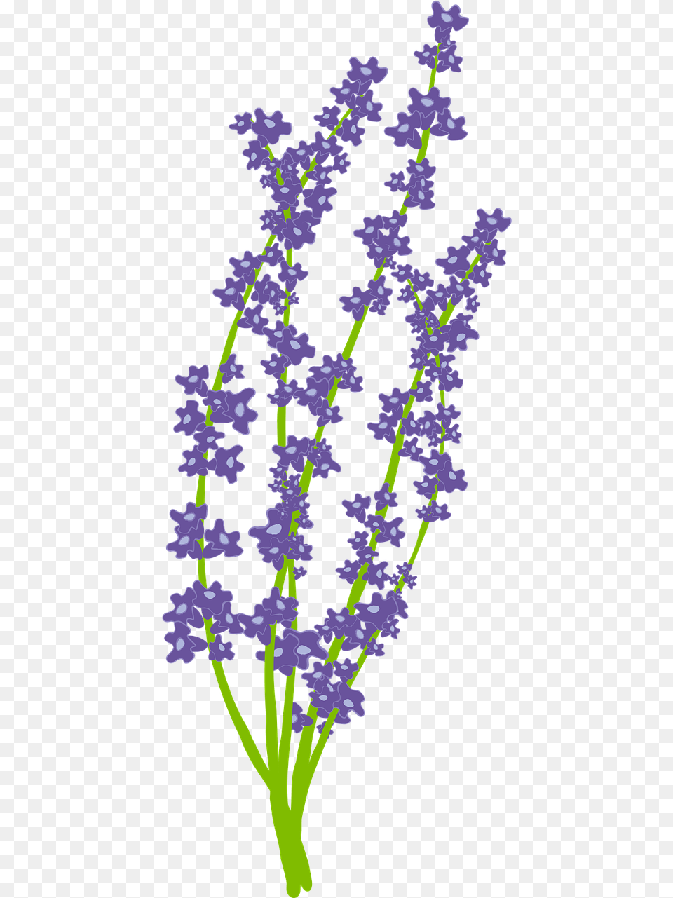 Flower Nature Usc Lavender Graduation, Plant, Purple Free Png