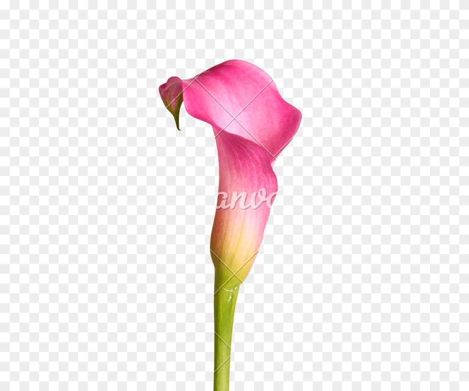 Flower Of A Calla Lily, Petal, Plant Free Png