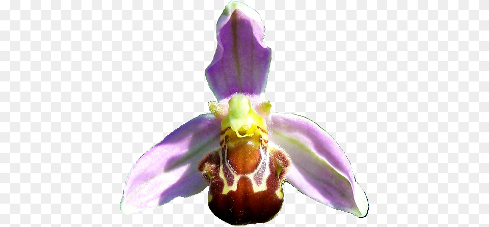 Flower Of Bee Orchid Ophrys Apifera Bee Orchid Flower In, Plant, Petal Free Transparent Png