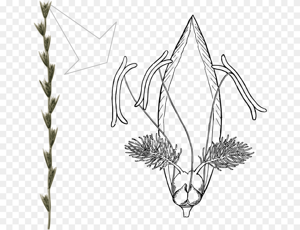 Flower Of Lolium Perenne Lolium Multiflorum Floral Diagram, Grass, Plant, Amaranthaceae Png Image