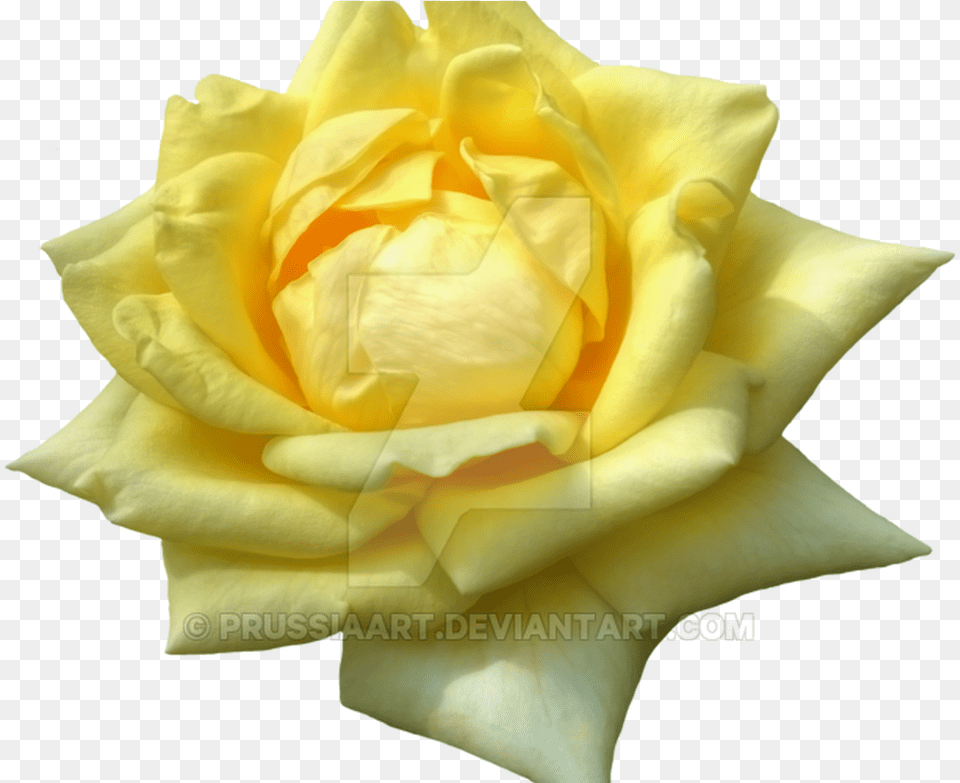 Flower Of Yellow Roses On A Transparent Background Yellow, Petal, Plant, Rose Png