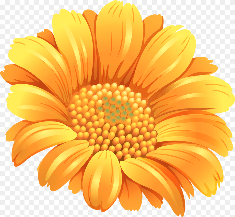 Flower Orange, Dahlia, Daisy, Petal, Plant Free Png Download