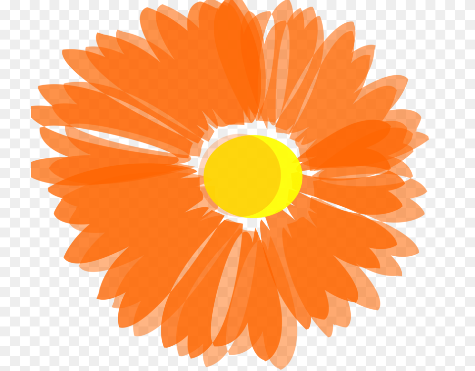 Flower Orange Blossom Computer Icons Floral Design, Daisy, Petal, Plant, Person Png