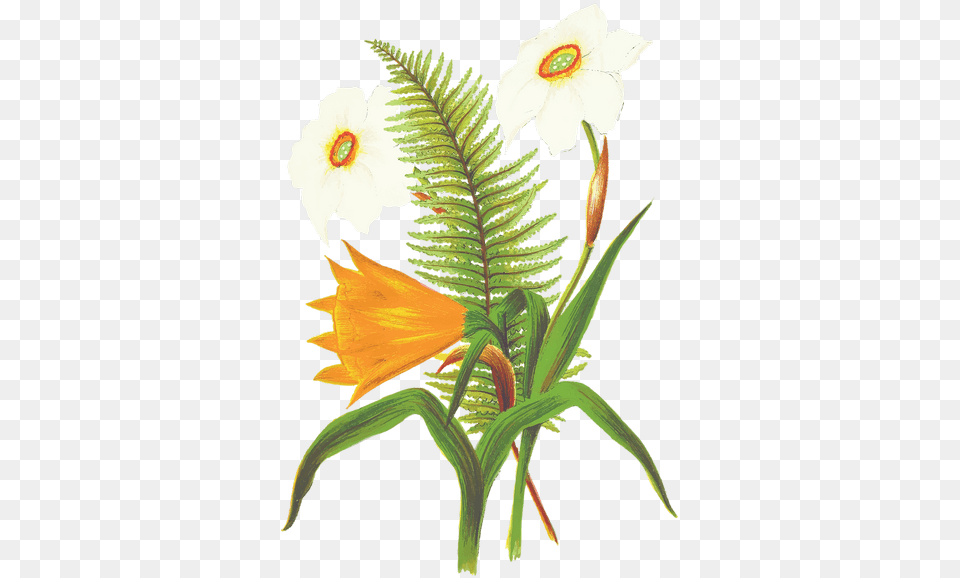 Flower Orange Fern U2013 Fern Flower Drawing, Leaf, Plant, Flower Arrangement, Daffodil Free Transparent Png