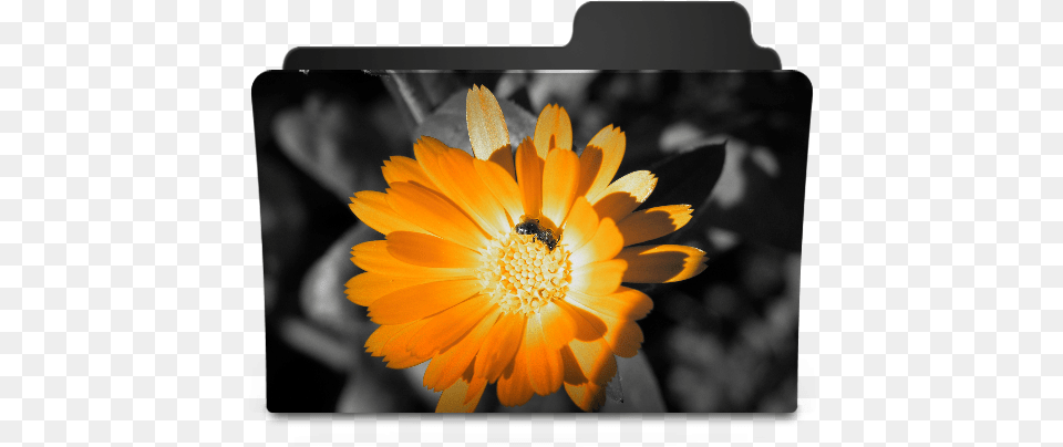 Flower Orange Icon Flower Folder Icon, Pollen, Plant, Petal, Daisy Free Png