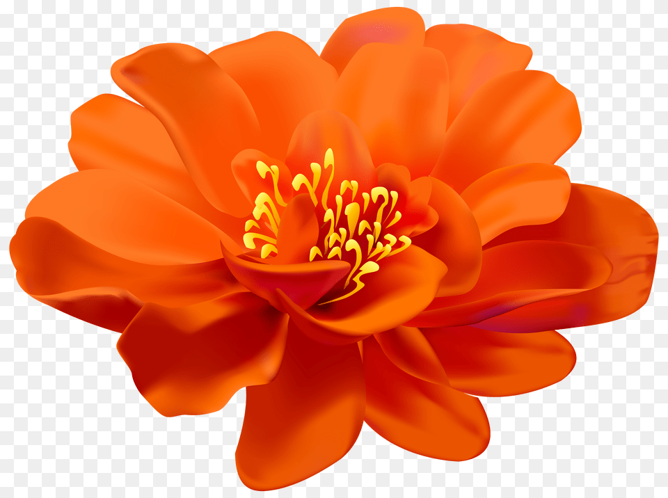 Flower Orange Transparent Clip Art Gallery Png