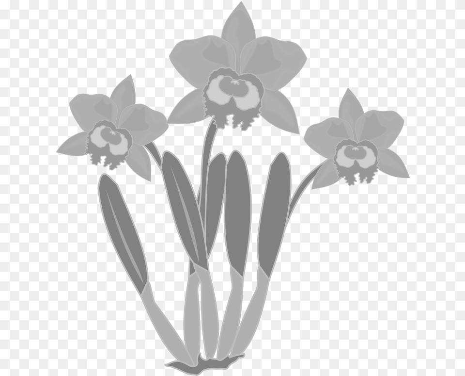 Flower Orchid Clipart Black And White, Daffodil, Plant Free Png