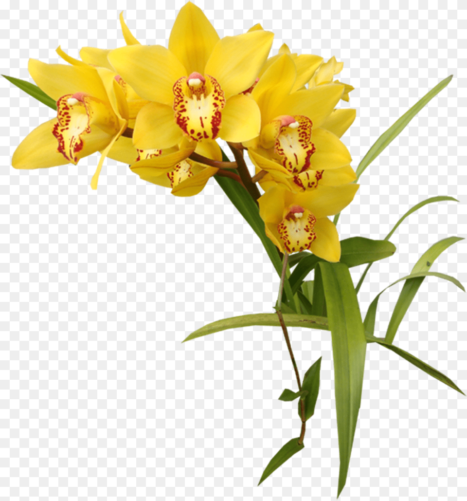 Flower Orchids Garden Roses Clip Art Transparent Yellow Flowers, Plant, Flower Arrangement, Flower Bouquet, Orchid Free Png Download