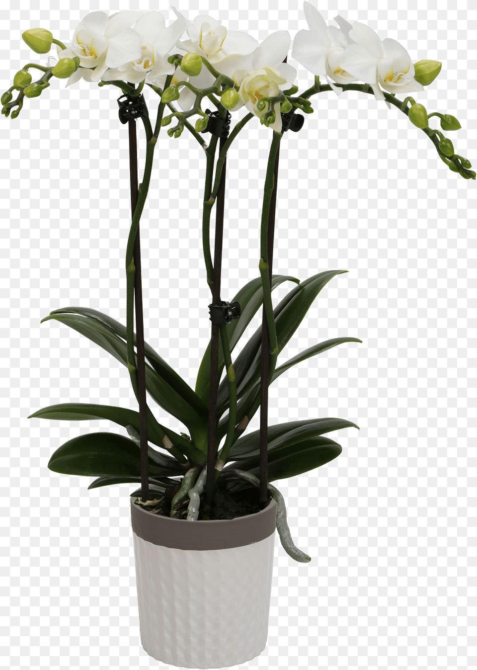Flower Orchids Kolibri Orchids, Flower Arrangement, Plant, Potted Plant, Orchid Png Image