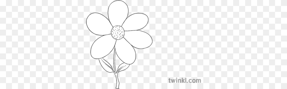 Flower Outline Black And White Line Art, Anemone, Daisy, Plant, Chandelier Free Png
