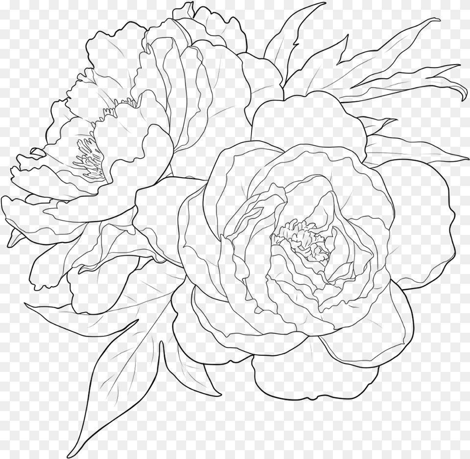 Flower Outline Floralwrap Draw Drawing Freetoedit Garden Roses, Gray Free Png
