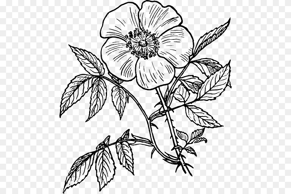 Flower Outline Flowers Line Drawing, Art, Plant Png
