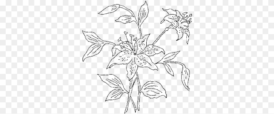 Flower Outline Lily Family, Pattern, Art, Floral Design, Graphics Png Image