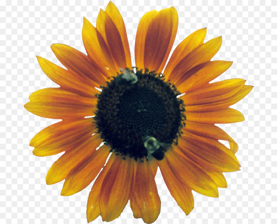 Flower Outline Sunflower, Pollen, Daisy, Plant, Petal Free Png