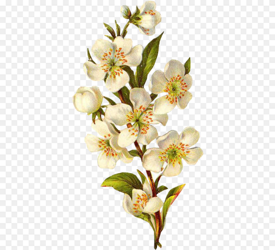 Flower Overlay Flower White Spring Overlay Transparent Background Vintage Flower, Anther, Petal, Plant Free Png