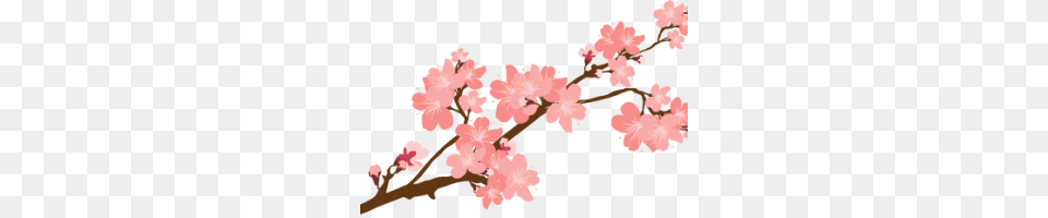 Flower Overlay Image, Plant, Cherry Blossom Free Transparent Png