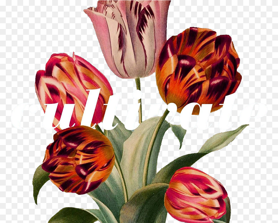 Flower Overlay Taxonoma Tulipan, Petal, Plant, Art, Floral Design Free Png