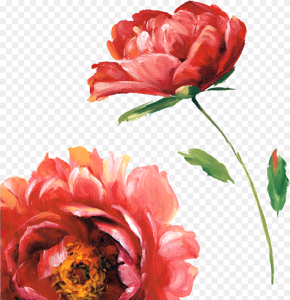 Flower Painting, Plant, Rose, Dahlia, Petal Png