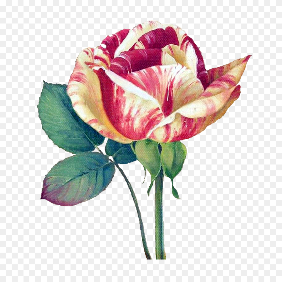 Flower Painting, Petal, Plant, Rose, Art Png Image