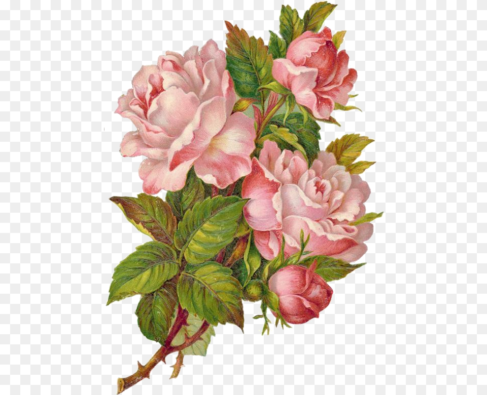 Flower Painting Flower Vintage Victorian Scraps, Plant, Rose, Art, Petal Free Transparent Png