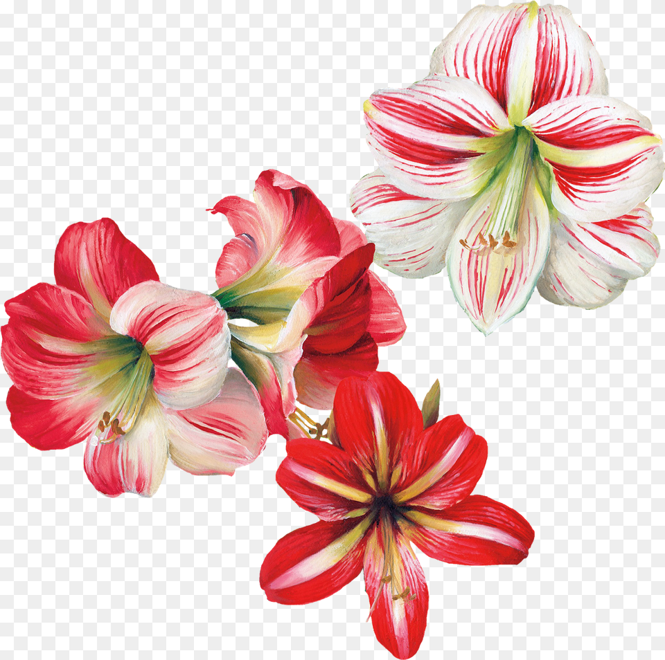 Flower Painting Transparent, Plant, Anther, Amaryllis, Lily Free Png
