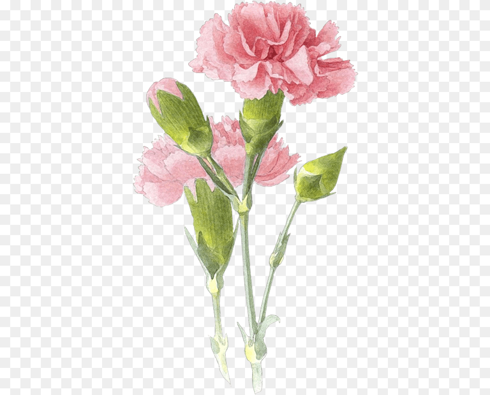 Flower Painting Watercolor Flowers Watercolor Carnation Flower Drawing, Plant Free Png