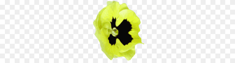 Flower Pansies Yellow Free, Petal, Plant, Pansy, Animal Png