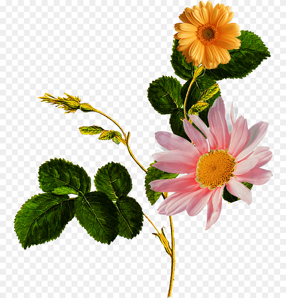 Flower Patch Textile Design, Anemone, Daisy, Plant, Leaf Free Png