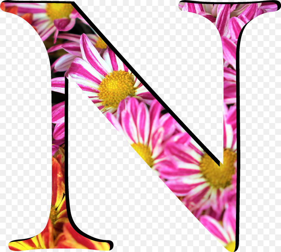 Flower Pattern Letters N Flower Pattern Letter O, Graphics, Art, Daisy, Plant Free Transparent Png