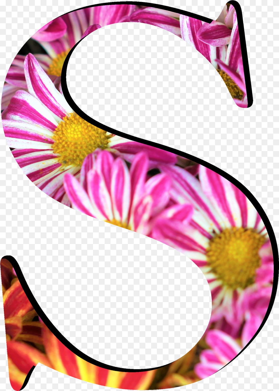 Flower Pattern Letters S Letter S Pink Flower, Plant, Daisy Free Png Download