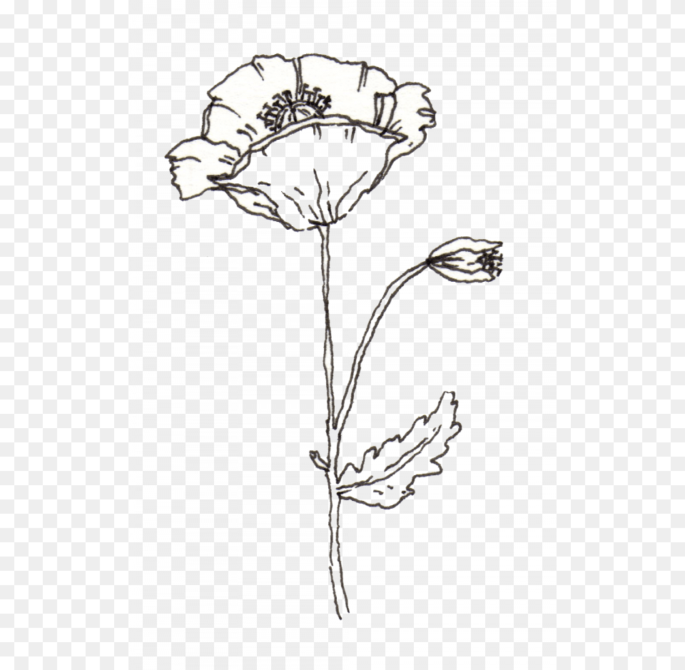 Flower Pen Transparent Images U2013 Vector Pen Flower Transparent, Plant, Art, Drawing, Stencil Png Image
